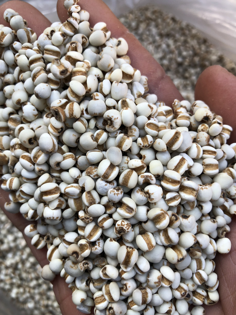 薏米仁薏仁米薏苡仁薏米贵州薏米仁无硫无添加一公斤起批