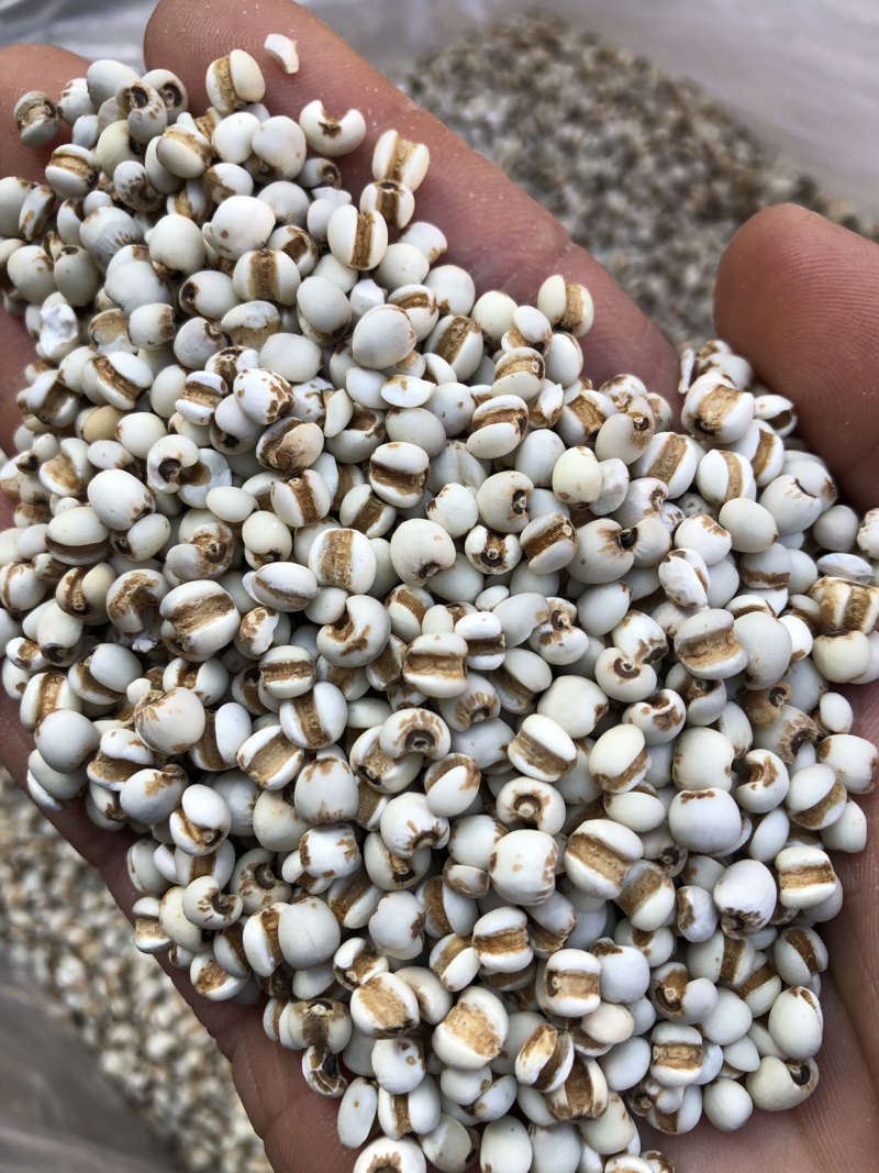 薏米仁薏仁米薏苡仁薏米贵州薏米仁无硫无添加一公斤起批