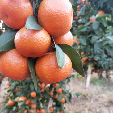 砂糖橘