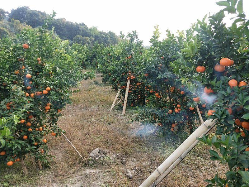 砂糖橘