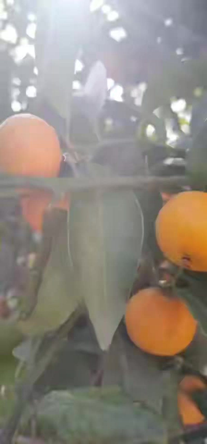 碰柑苗芦柑苗柑橘苗