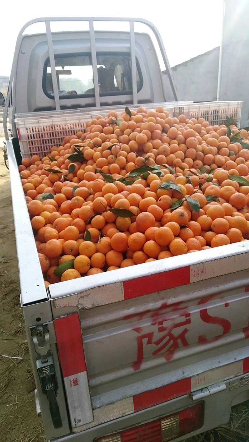 碰柑苗芦柑苗柑橘苗