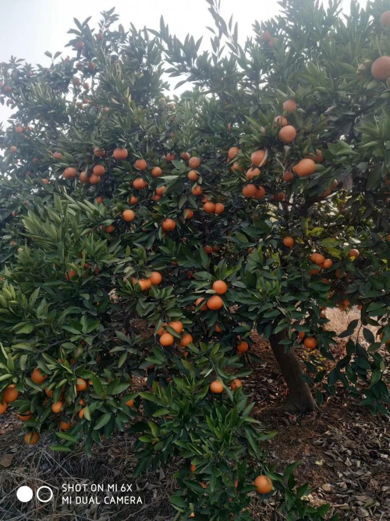 碰柑苗芦柑苗柑橘苗