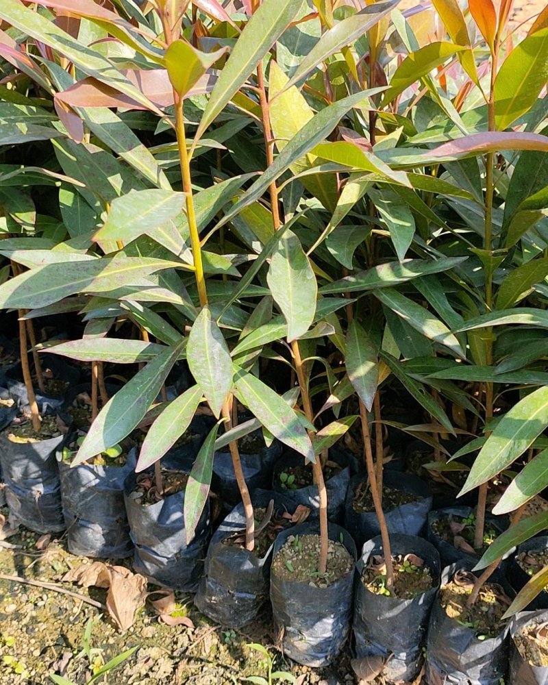 黄金熊猫树苗金蒲桃澳洲黄花树园林绿化观花树美观