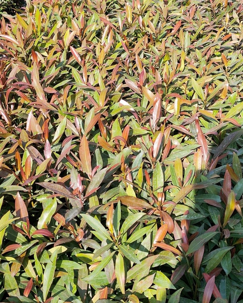 黄金熊猫树苗金蒲桃澳洲黄花树园林绿化观花树美观