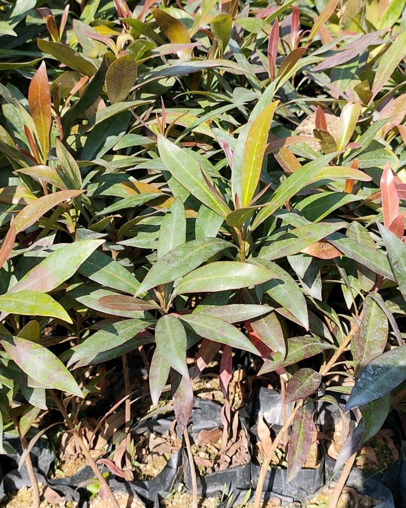 黄金熊猫树苗金蒲桃澳洲黄花树园林绿化观花树美观
