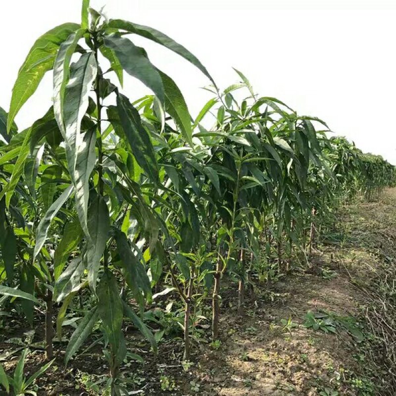 嫁接桃树苗果树苗盆栽地栽特大水蜜桃苗冬桃苗南北方种植当年