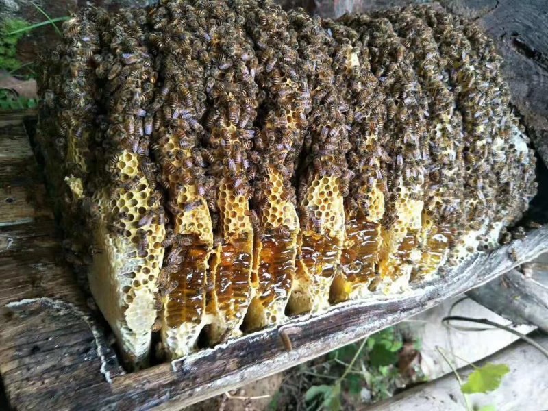 土蜂蜜老巢蜜