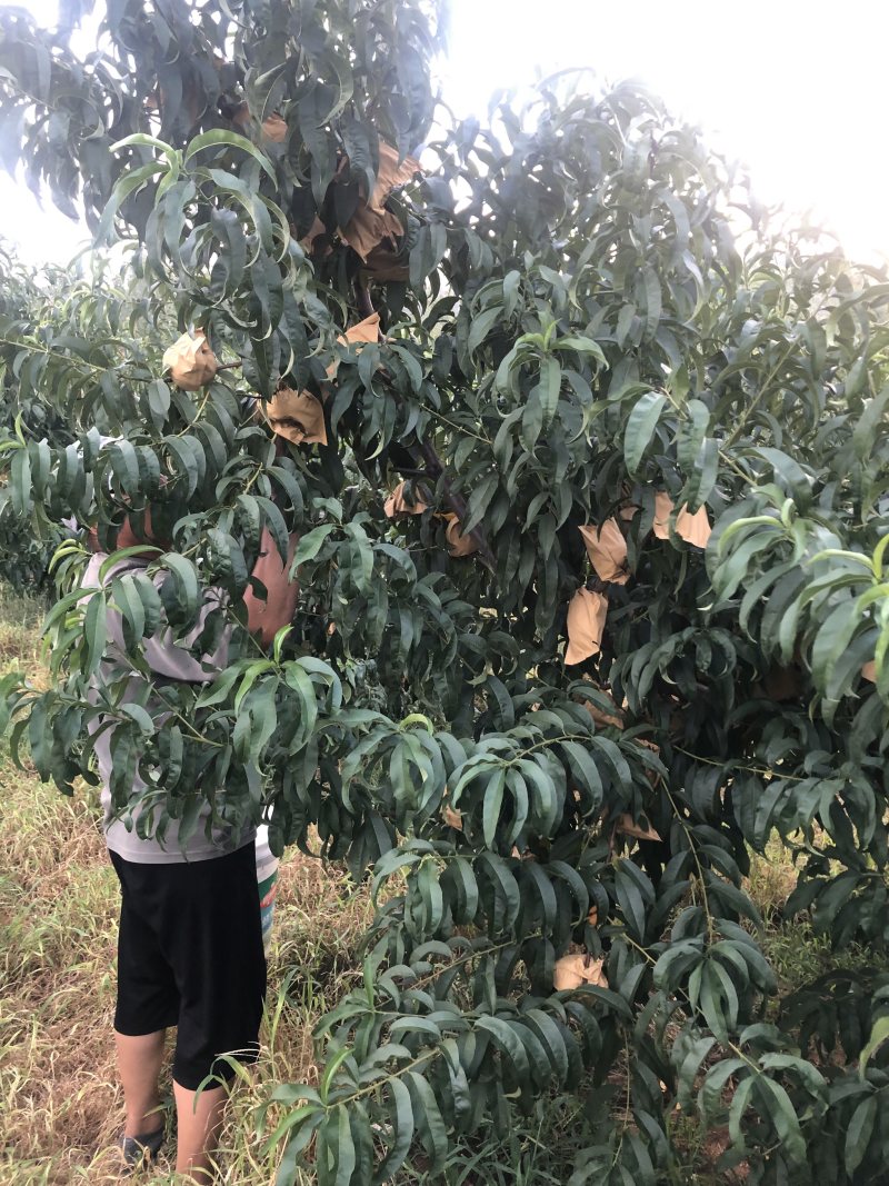 中盘11号个头大品质好蒙阴蜜桃