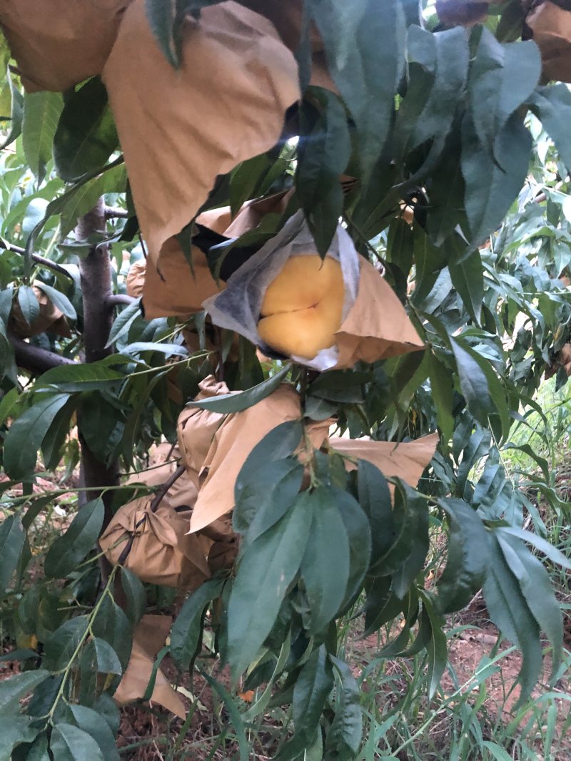 中盘11号个头大品质好蒙阴蜜桃
