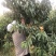 中盘11号个头大品质好蒙阴蜜桃