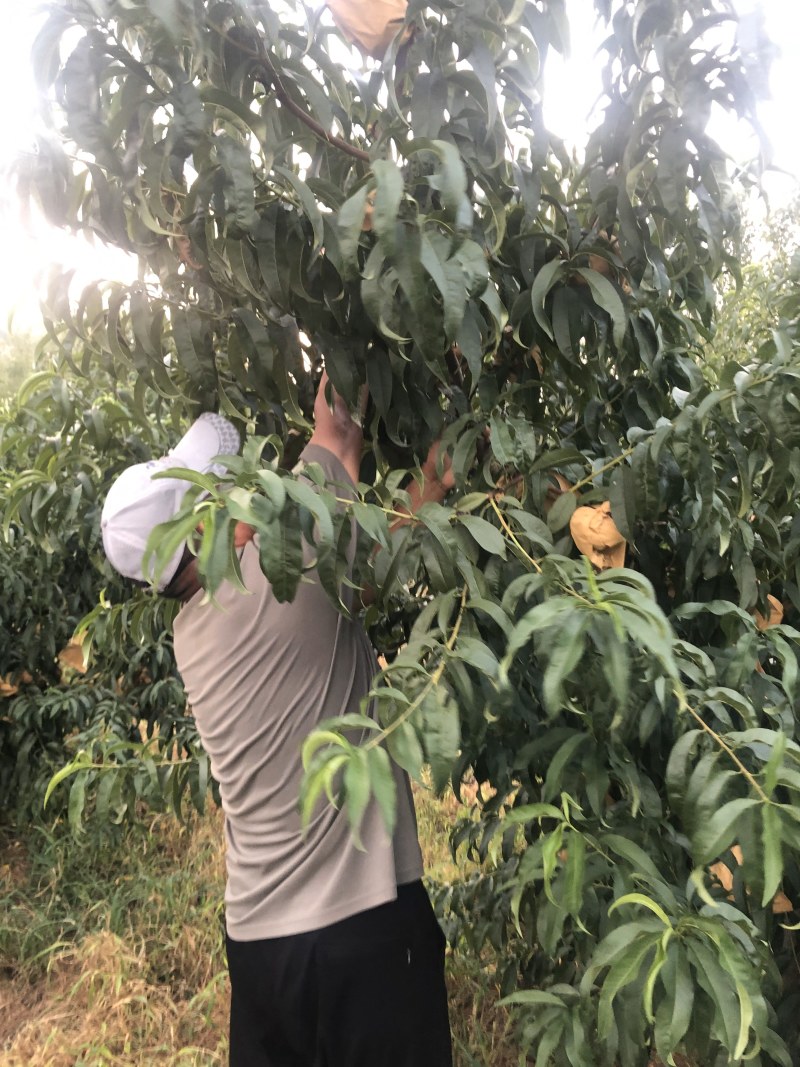 中盘11号个头大品质好蒙阴蜜桃
