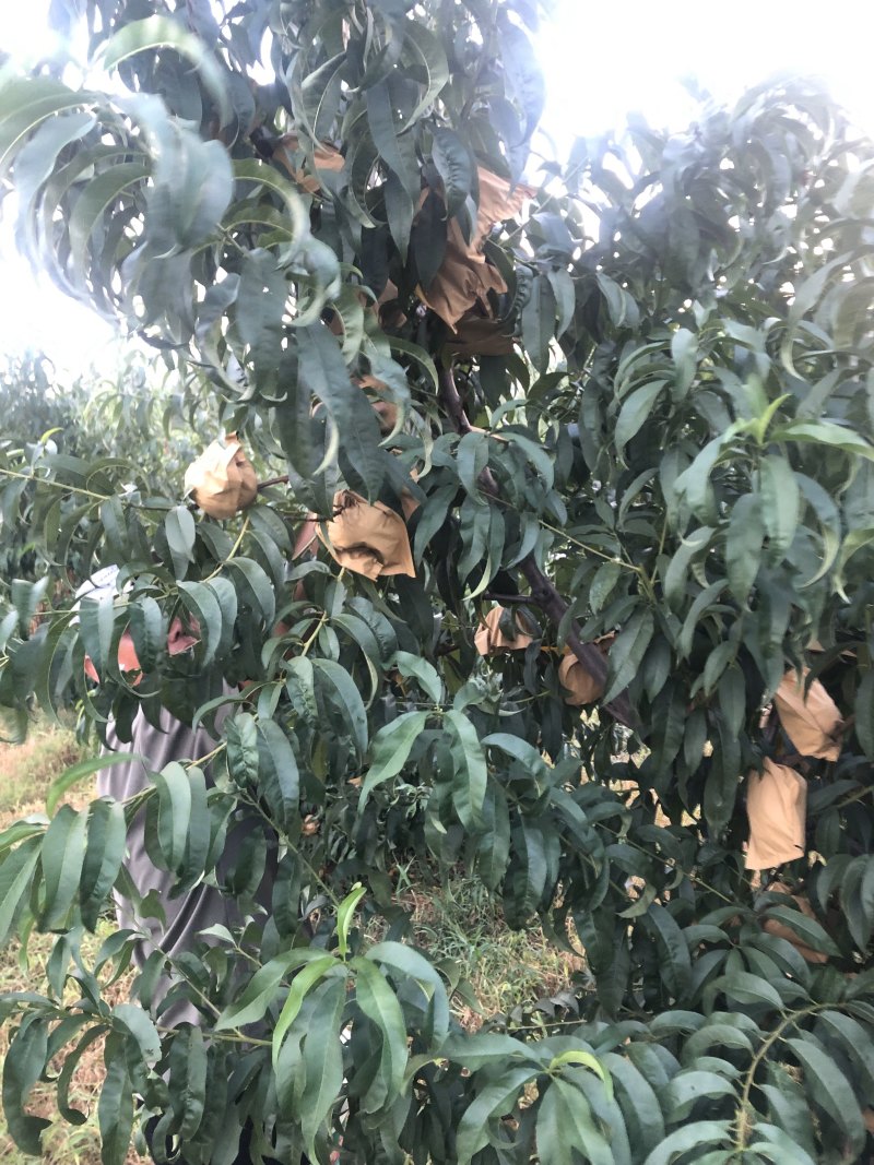 中盘11号个头大品质好蒙阴蜜桃