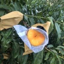 中盘11号个头大品质好蒙阴蜜桃