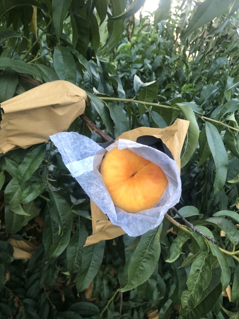 中盘11号个头大品质好蒙阴蜜桃