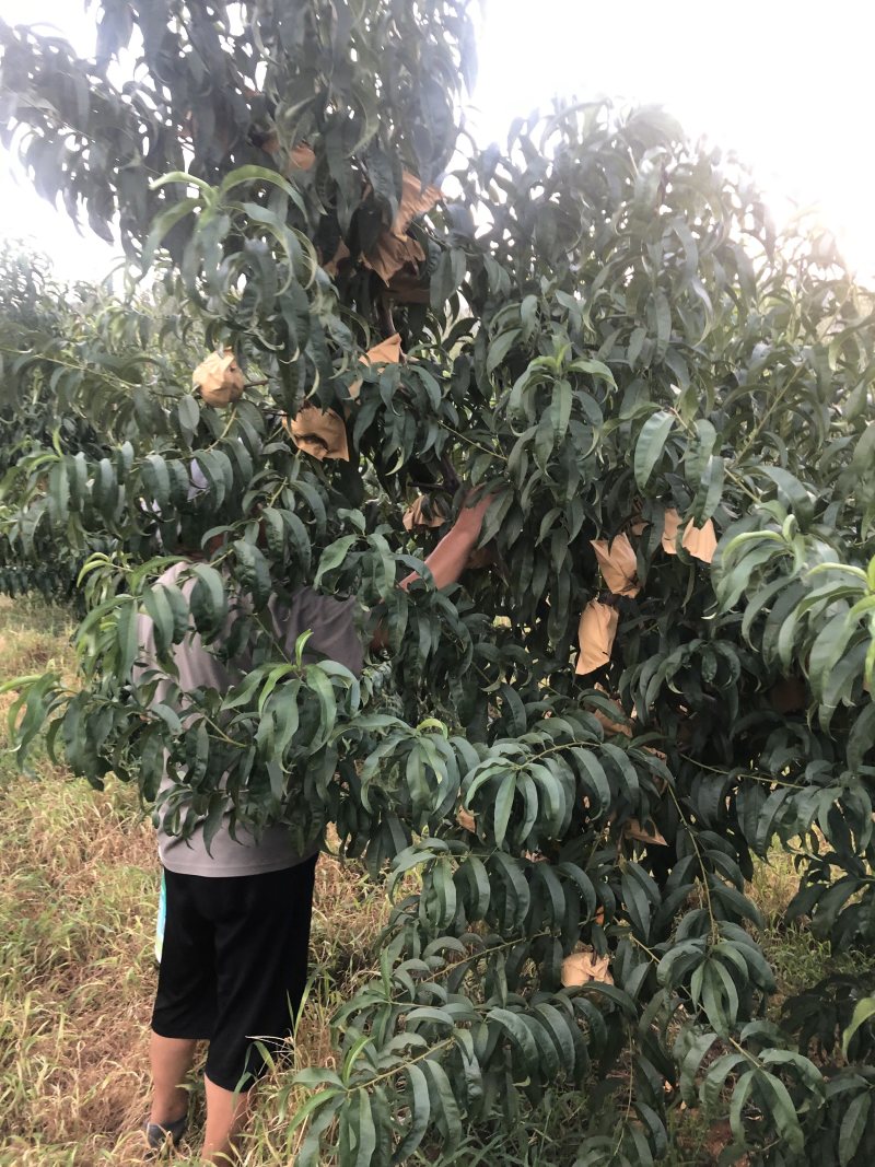 中盘11号个头大品质好蒙阴蜜桃