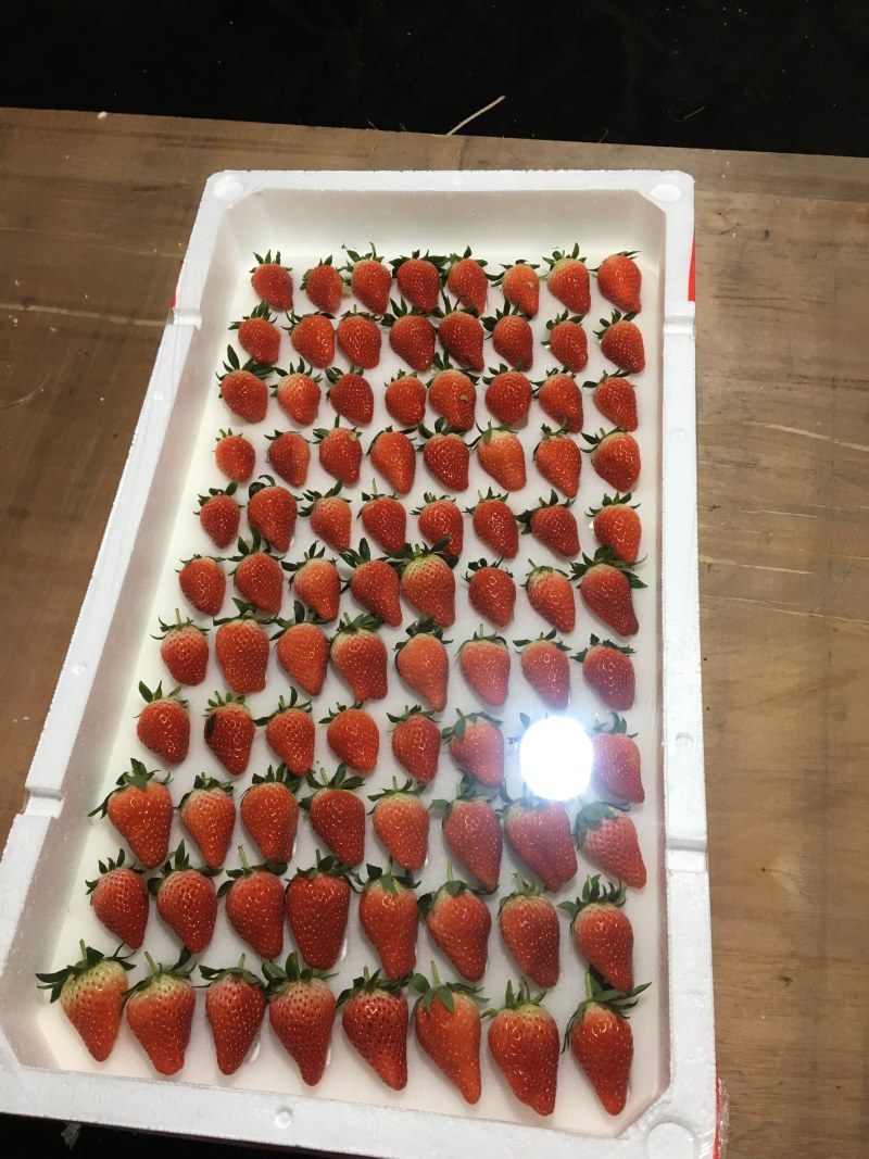 山东青岛平度甜宝奶油草莓