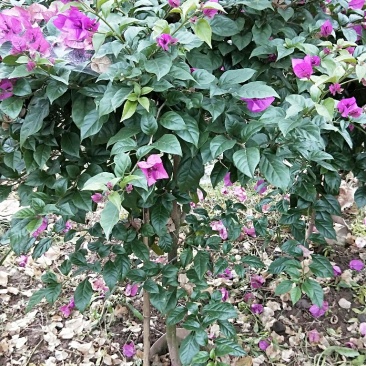 插杆三角梅出售，美植袋精品，朋友的货，价格实惠