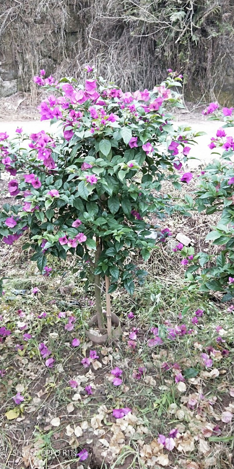 插杆三角梅出售，美植袋精品，朋友的货，价格实惠