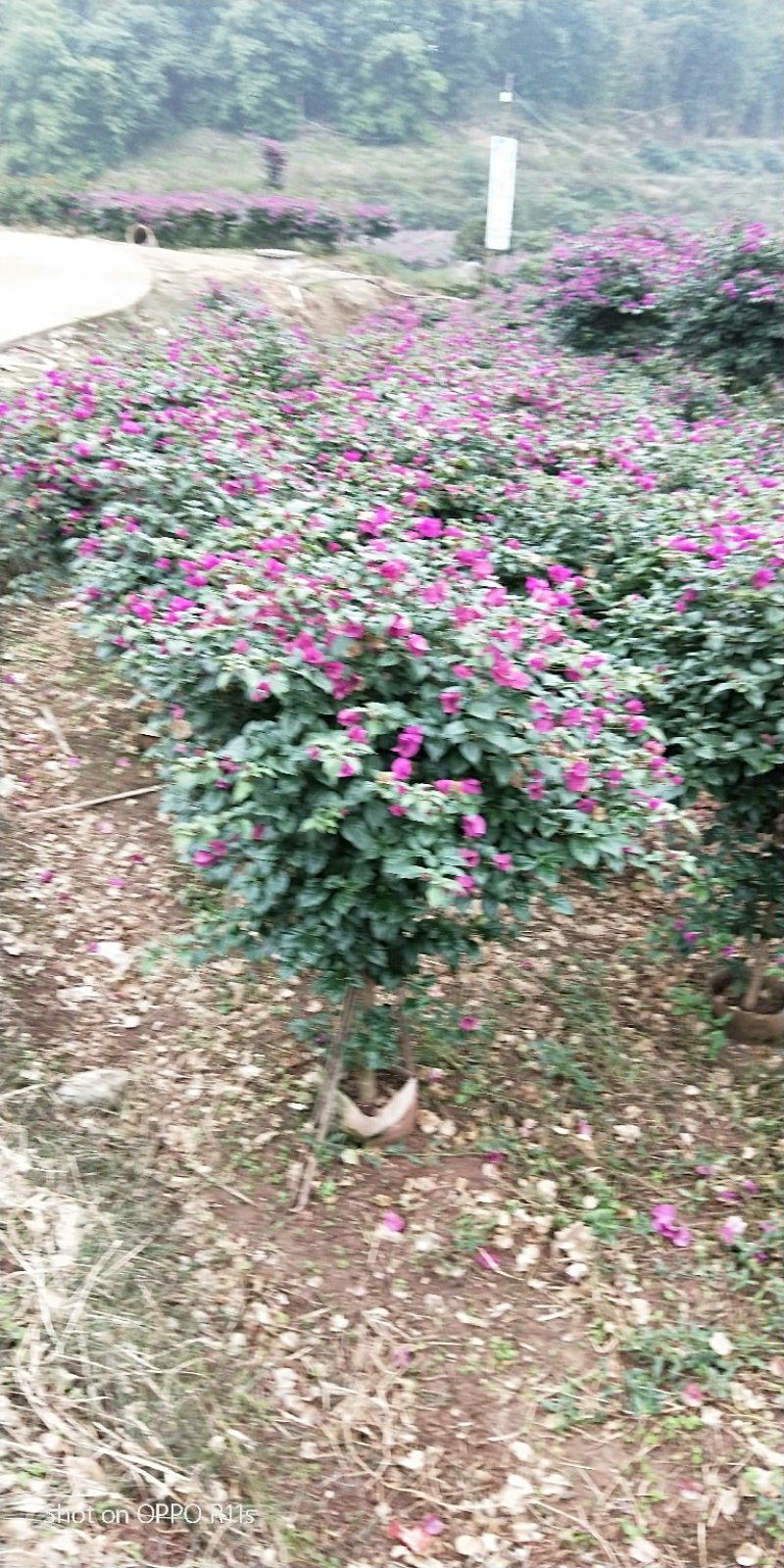 插杆三角梅出售，美植袋精品，朋友的货，价格实惠
