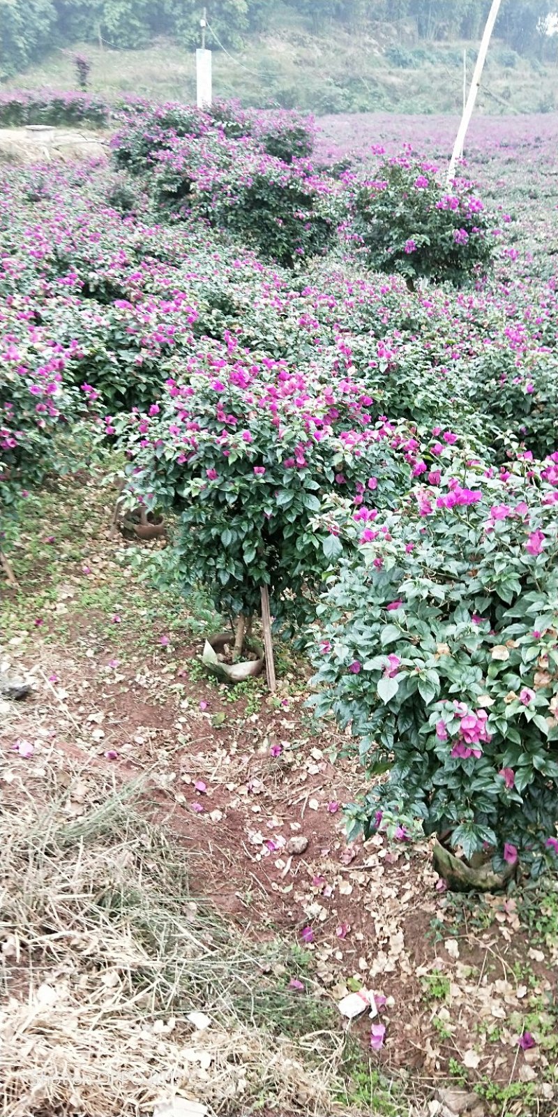 插杆三角梅出售，美植袋精品，朋友的货，价格实惠