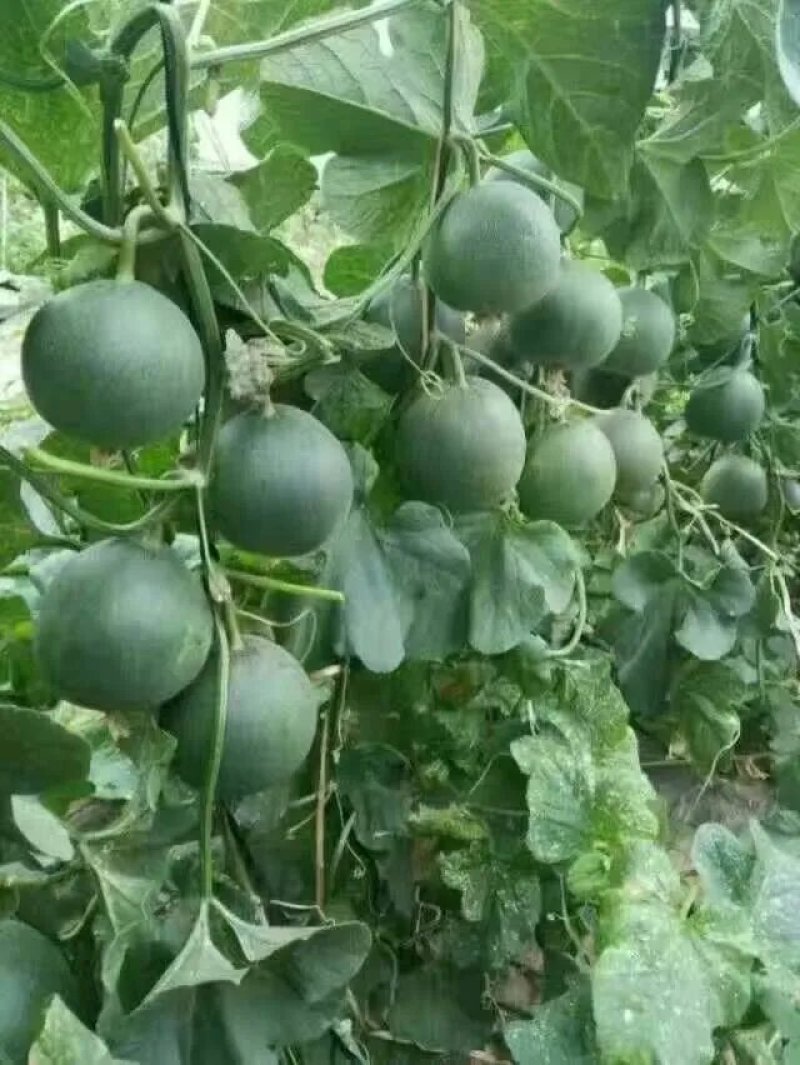 寿光各种甜瓜大量上市