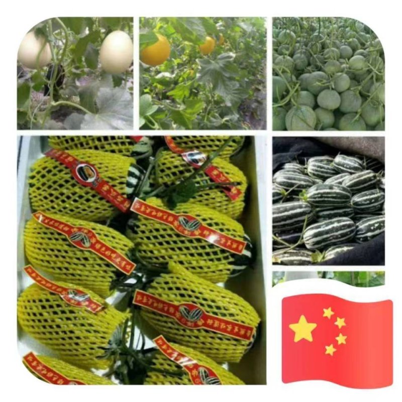 寿光各种甜瓜大量上市