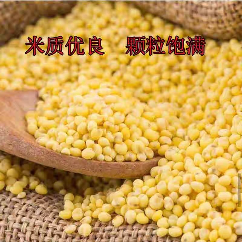 一件代发山西岚县特产软米大黄米粽米
