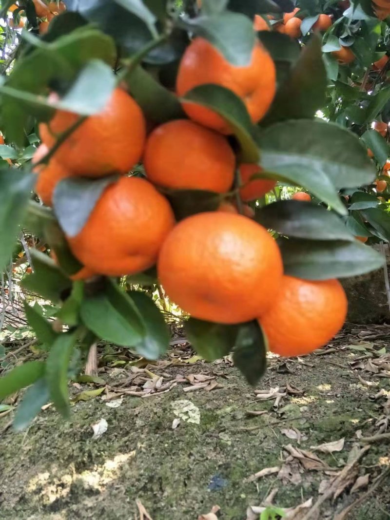 广西横县砂糖橘靓果