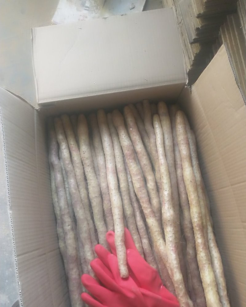 【精品】河北山药小白嘴白山药箱货30-70公分白嘴山药批发