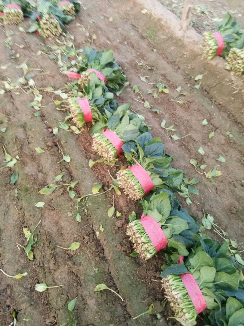 山东省菏泽菠菜大量上市，各种规格，各种包装，精品菠菜