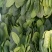 山东省菏泽菠菜大量上市，各种规格，各种包装，精品菠菜