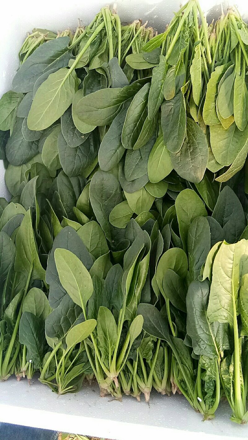 山东省菏泽菠菜大量上市，各种规格，各种包装，精品菠菜