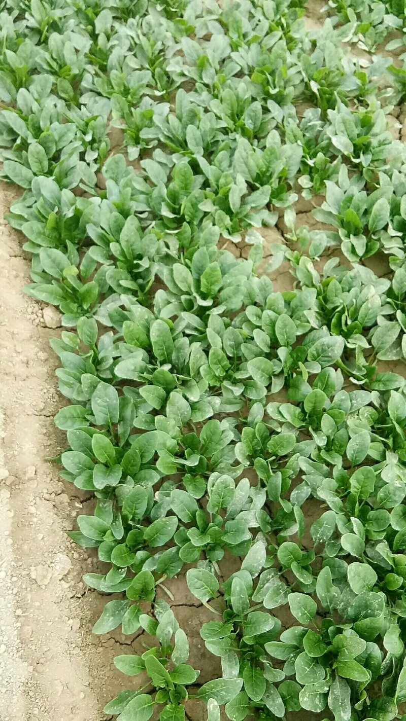 山东省菏泽菠菜大量上市，各种规格，各种包装，精品菠菜