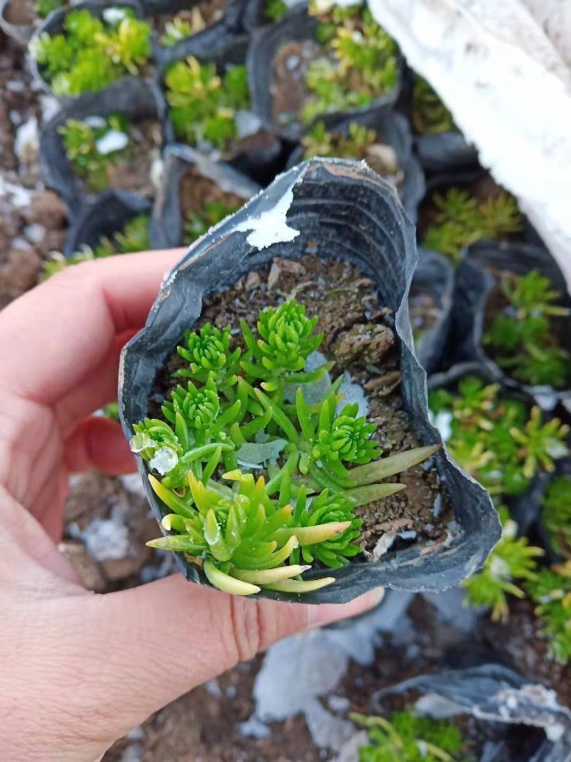 黄金佛甲草金叶佛甲草绿叶佛甲草