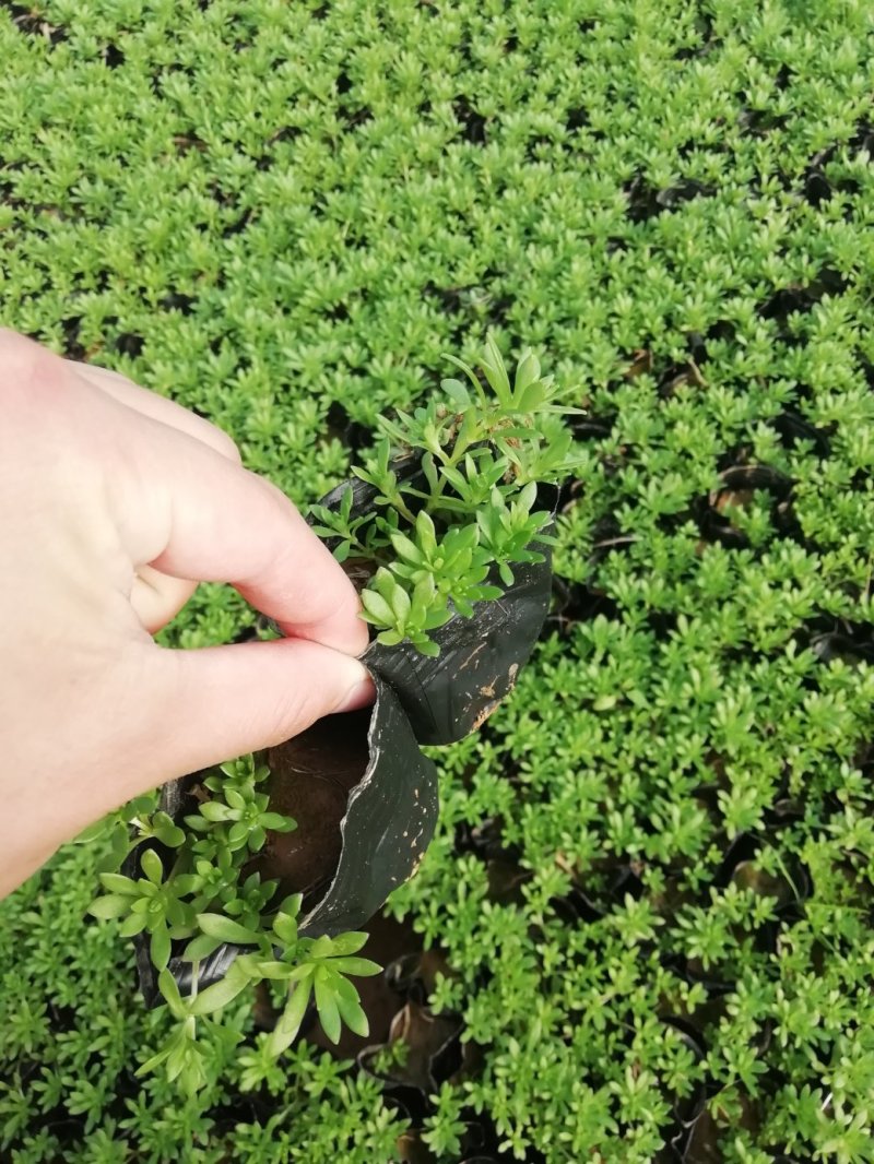 黄金佛甲草金叶佛甲草绿叶佛甲草