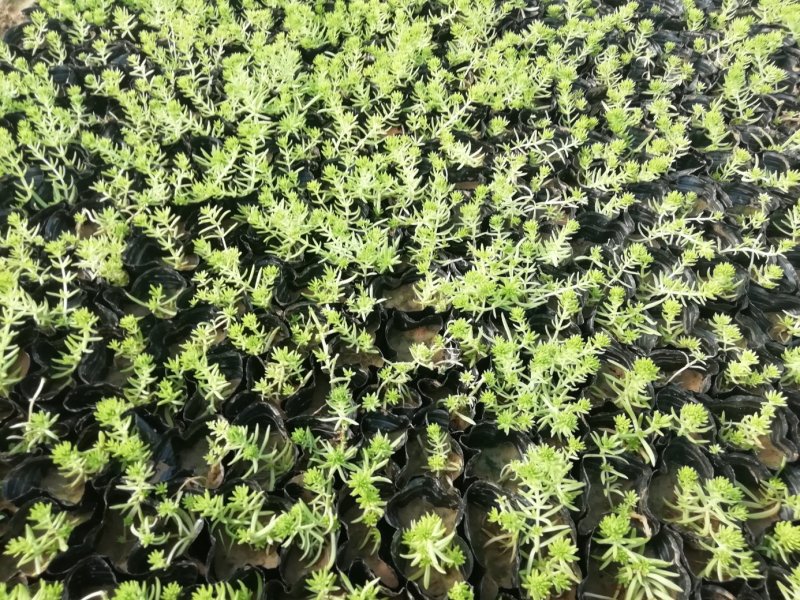 黄金佛甲草金叶佛甲草绿叶佛甲草