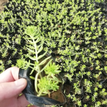 黄金佛甲草金叶佛甲草绿叶佛甲草