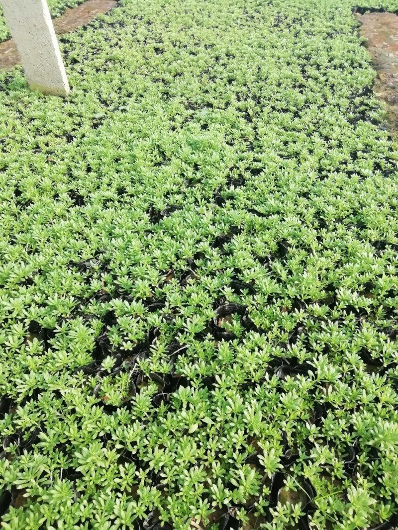 黄金佛甲草金叶佛甲草绿叶佛甲草