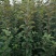 烟富8苹果苗红思尼克苹果苗2001苹果苗