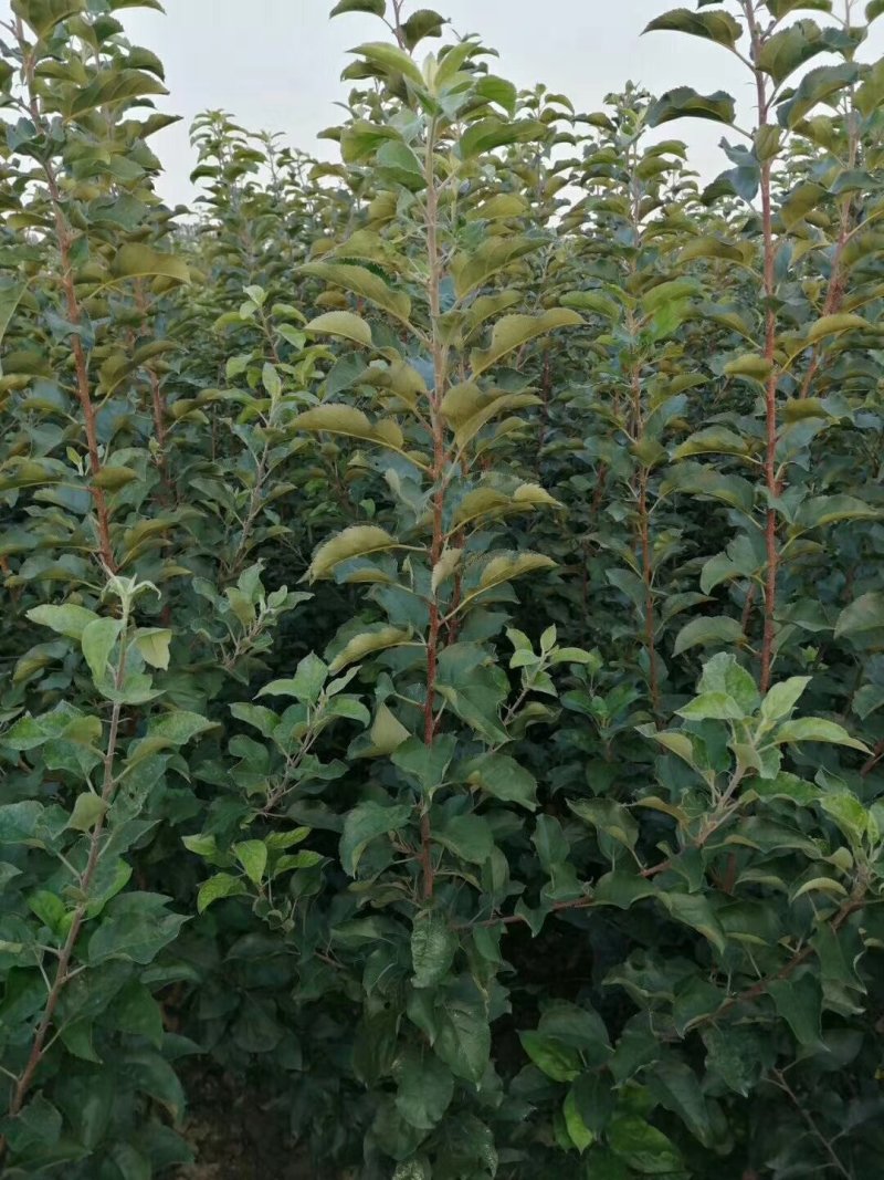 烟富8苹果苗红思尼克苹果苗2001苹果苗