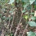 烟富8苹果苗红思尼克苹果苗2001苹果苗