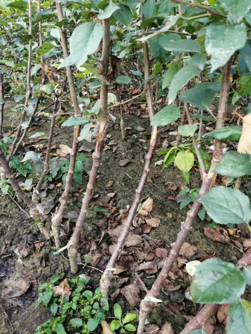 烟富8苹果苗红思尼克苹果苗2001苹果苗