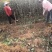 烟富8苹果苗红思尼克苹果苗2001苹果苗