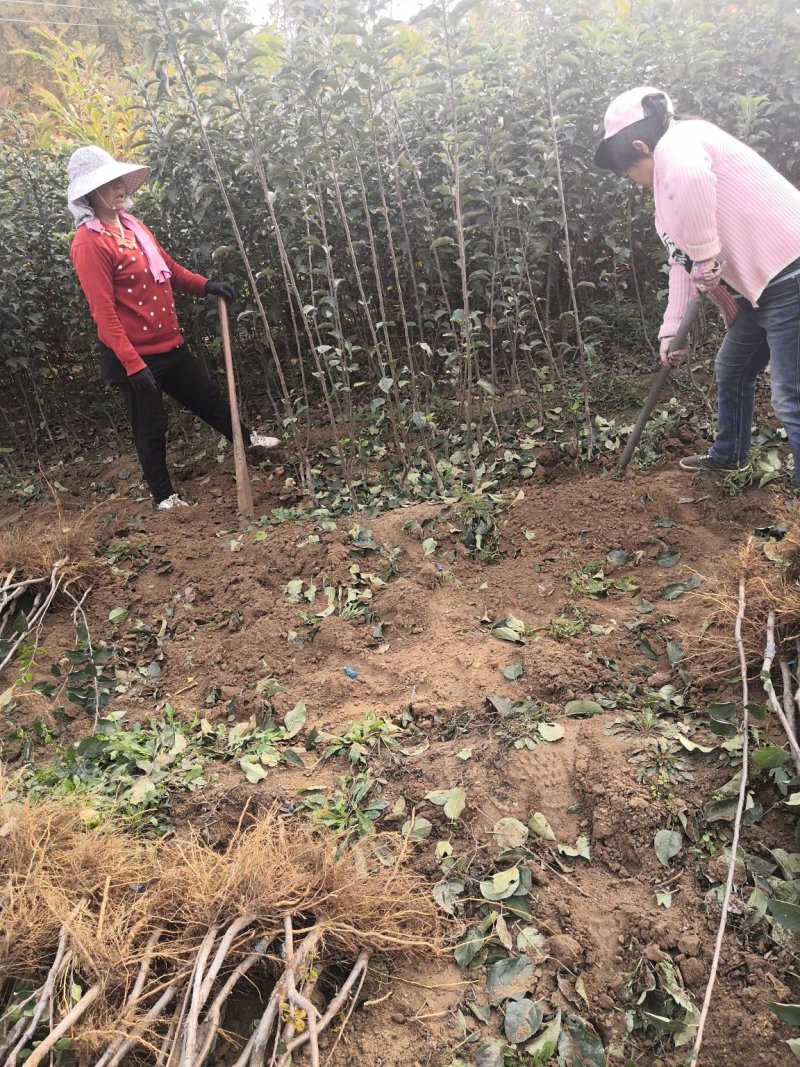 烟富8苹果苗红思尼克苹果苗2001苹果苗