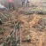 烟富8苹果苗红思尼克苹果苗2001苹果苗