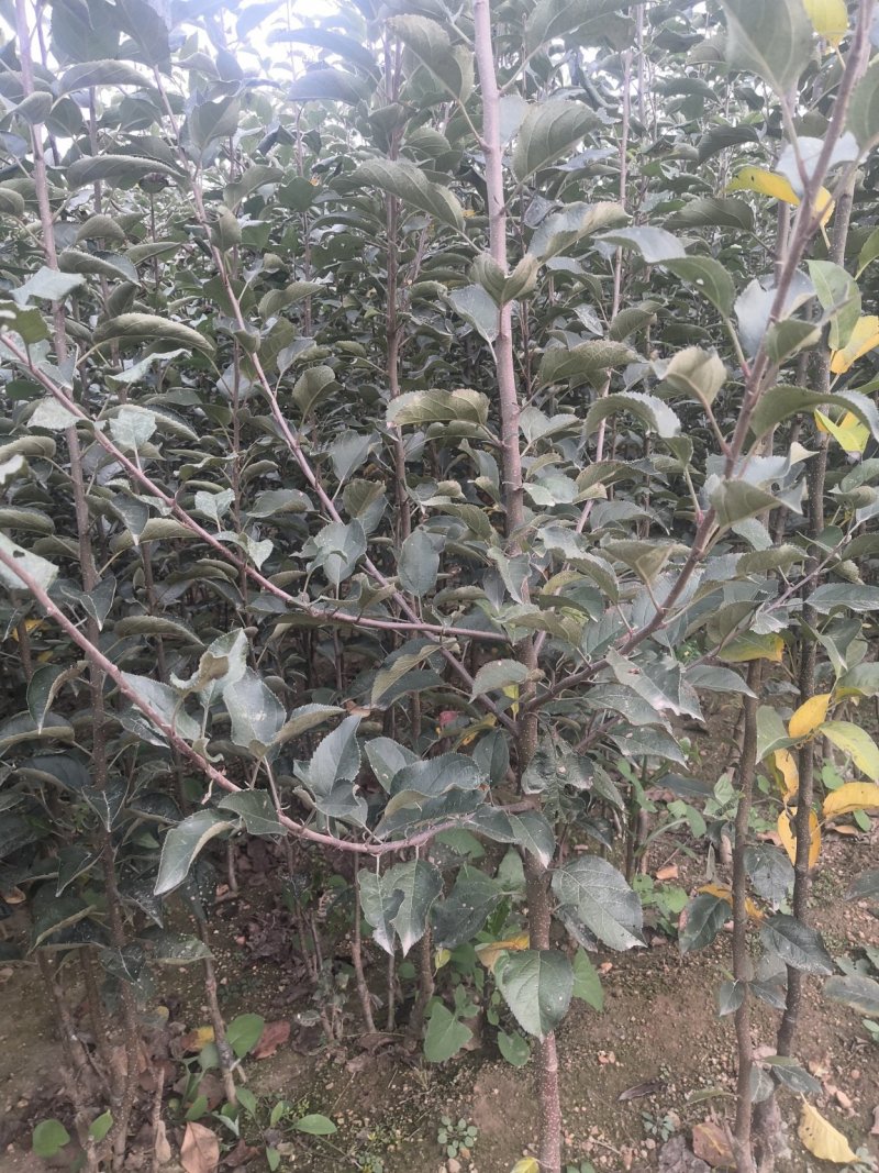 烟富8苹果苗红思尼克苹果苗2001苹果苗