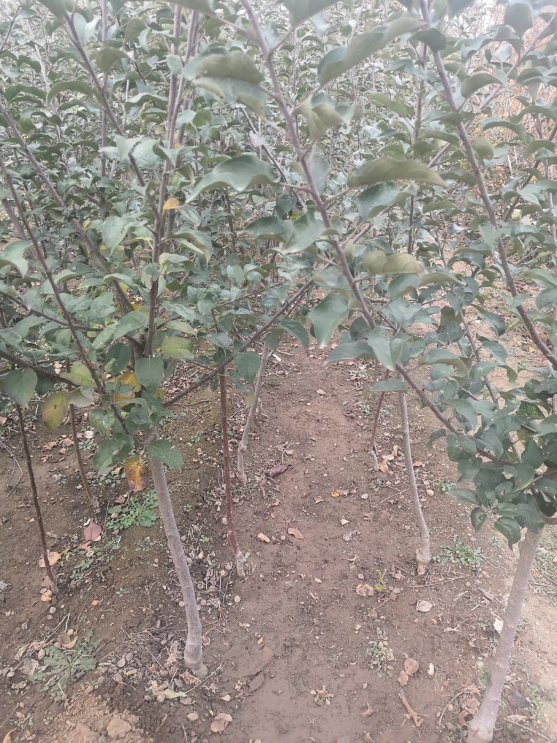 烟富8苹果苗红思尼克苹果苗2001苹果苗