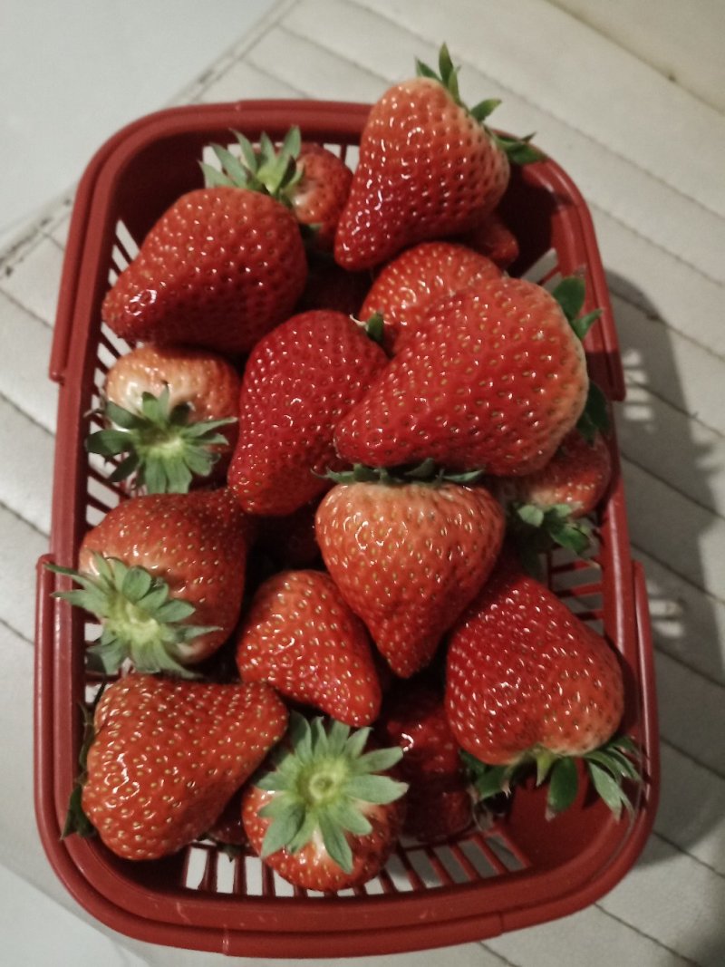 草莓