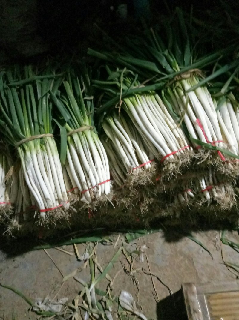 社旗丁庄街，长白大葱毛葱2cm左右30~40cm，